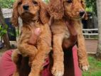 Cocker spaniel puppies