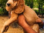 Cocker Spaniel Puppies