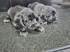 Cocker Spaniel Puppies Male