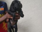 Cocker Spaniel Puppies