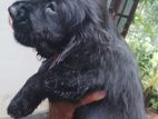 Cocker Spaniel Puppies