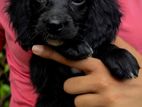 Cocker Spaniel Puppy