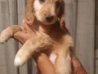 Cocker Spaniel Puppy