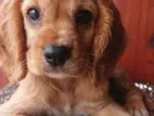 Cocker Spaniel Puppy