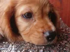 Cocker Spaniel Puppy