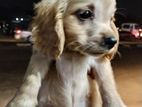 Cocker Spaniel Puppy