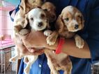 Cocker Spaniel Puppy