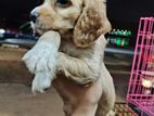 Cocker Spaniel Puppy