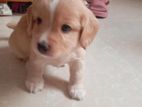 Cocker Spaniel puppy