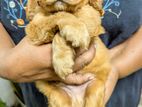 Cocker Spaniel Puppy