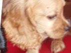 cocker spaniel puppy