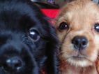 cocker spaniel puppy