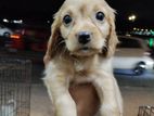 cocker spaniel puppy