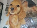 Cocker spaniel puppy