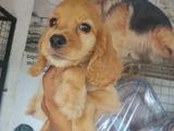 Cocker spaniel puppy
