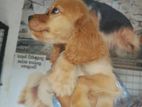 cocker spaniel puppy
