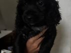 Cocker Spaniel Puppy