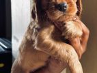 Cocker Spaniel Puppy