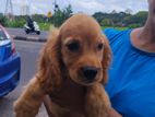 Cocker spaniel puppy 🤗