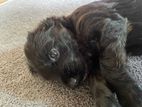 Cocker Spaniel Puppy