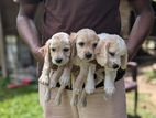 Cocker Spaniel Puppy