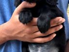 Cocker Spaniel Puppy