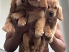 Cocker Spaniel Puppy