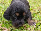Cocker Spaniel Puppy