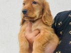 Cocker Spaniel Puppy