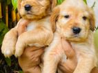 Cocker Spaniel Puppy