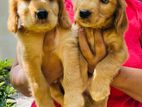 Cocker Spaniel Puppy