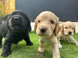 Cocker Spaniel Puppy