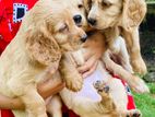 Cocker Spaniel Puppy