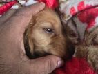 Cocker Spaniel Puppy