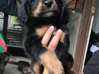 Cocker Spaniel Puppy