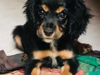Cocker spaniel puppy