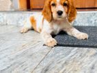 Cocker Spaniel Puppy