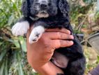Cocker Spaniel Puppy