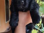Cocker Spaniel Puppy