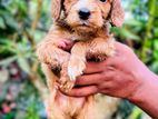 Cocker Spaniel Puppy
