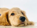 Cocker Spaniel Puppy