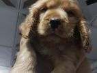 Cocker Spaniel Puppy