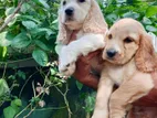 Cocker Spaniel Puppy