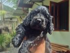 Cocker Spaniel Puppy