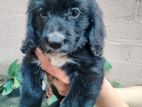 Cocker-spaniel pups