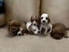 Cocker Spaniel Puppies