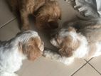 Cocker Spaniel Puppies