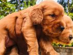 Cocker Spaniels Puppies