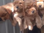 Cocker Spaniels Puppies
