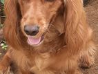 Cocker Spaniels Puppies